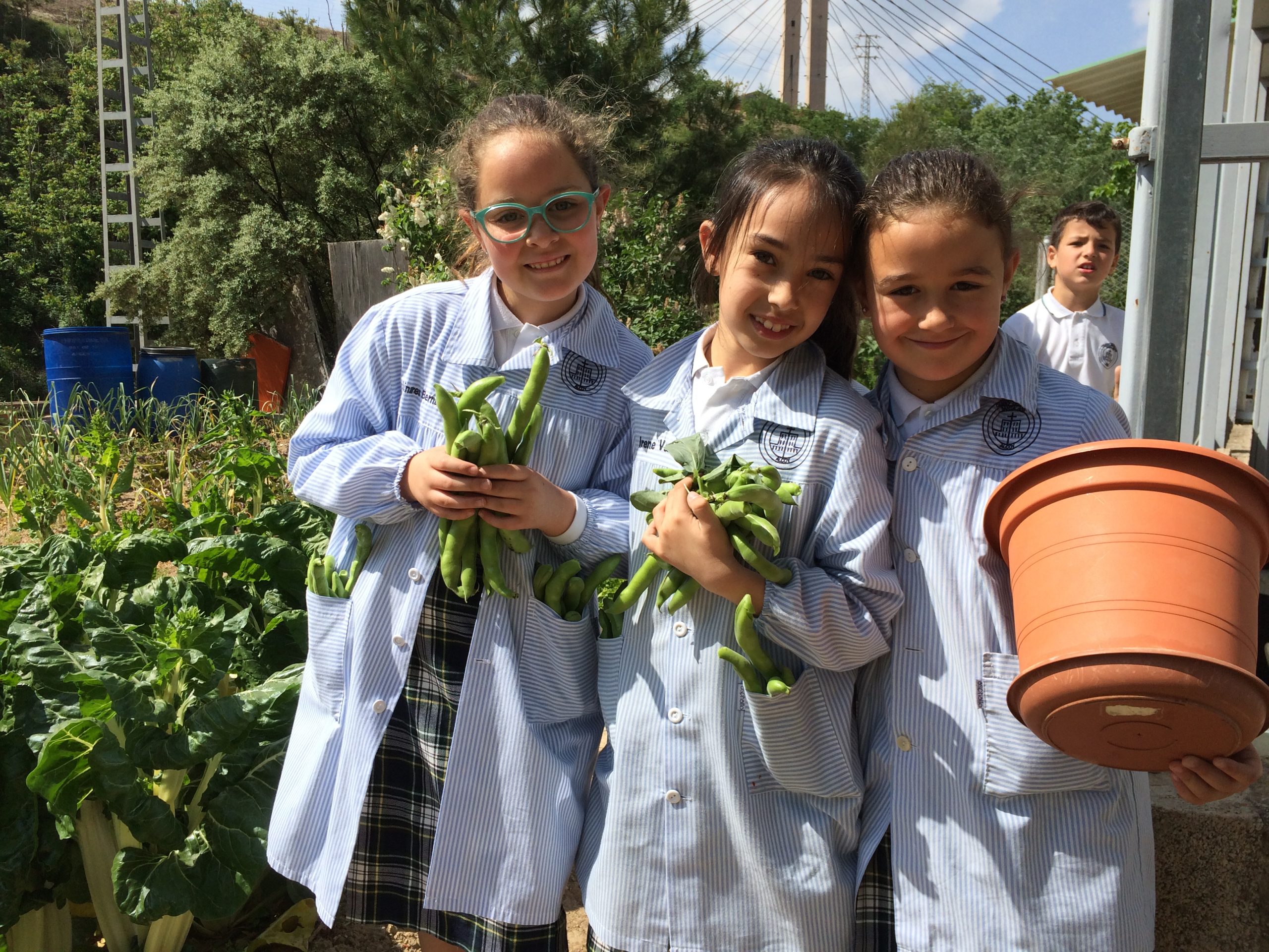 2º de Primaria – Proyecto «Las plantas»